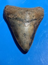Nice Megalodon Found Diving Off Wilmington Nc 3.84 picture