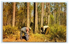 Postcard Chipping a Pine Tree for Gum and Resin Pearson GA Georgia picture