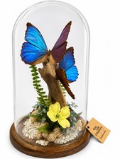 Real Blue Morpho Butterfly Glass Dome Display 12” Cloche Morpho Menelous Handmad picture