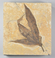 Sycamore, Macgintea wyomingensis,  Leaf Fossil, Bonanza, Utah picture