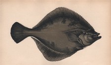 EUROPEAN FLOUNDER. Platichthys flesus, Fluke. COUCH. Fish 1862 old print picture