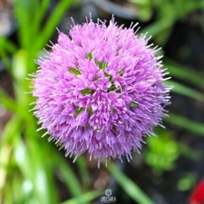 Allium nutans 20 PCS fresh seeds, Siberian chives, Blue chives, Flat-stalked picture