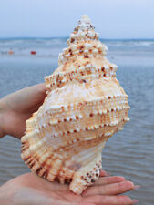 Natural Tutufa Rubeta Conch Shells Coral Sea Snail Fish Tank Home Ornament 20-23 picture