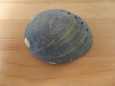 Vintage Beach Find Shell - Black Abalone (Haliotis cracherodii) - RARE XXXII picture