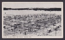 Postcard, United States, Wausau WI, Wausau Silver Black Fox Ranch picture
