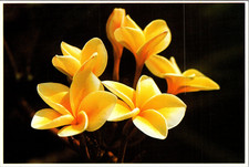 Yellow Plumeria Blossoms Most Popular Vintage Postcard TP14-18 picture