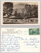 1947 Catskill Game Farm New York RPPC Deer Sheep Animals Zoo Postcard picture