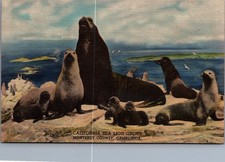 Vintage Curteich Art-Colortone Postcard California Sea Lion Group Monterey picture