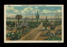 AZ Arizona, Various Species of Cactus as seen on the Desert,with names ca 1936 picture