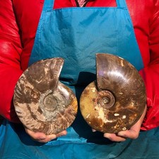 2PCS 3.65LB Polishing of Natural Conch Specimens from Madagascar 3184 picture