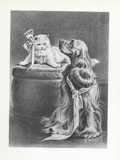 Cocker Spaniel 