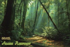 Amazon Rainforest Brazil South America, Brasil, Trees, Flora --- Modern Postcard picture