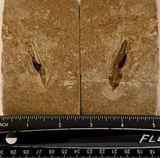 Lebanon marine fossil, squid in double with preserved ink sac. 100 M.Y.O. picture