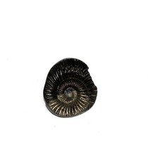 Auspicious Sudarshan Shaligram Wt-38 gram  Size 1.50 inch picture