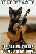 Funny Guitar Cat Play For Food Refrigerator / Tool Box / File Cabinet Magnet picture