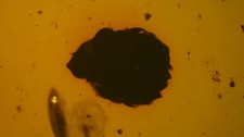 Rare flower inclusion in burmese amber picture