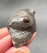 4.2 cm enrolled Isotelus fritzae trilobite fossil Cobourg fm Ontario Canada picture