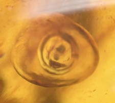 Movable Enhydro Water bubble - Fossil Insect Inclusion in Burmese Amber picture