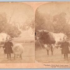 1901 Cute Little Girl w/ Huge Bull Cow & Sheep Lead Real Photo Stereo Card V16 picture