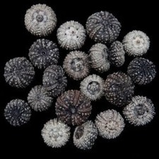 Baby Black Sea Urchins measuring 1 to 1 1/2