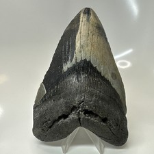 Megalodon Shark Tooth 5.79 Inch - Massive - Beautiful Fossil - Real Teeth 20456 picture