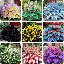 220+ Mixed Rare Hosta Seeds for Planting-Attract Pollinators Perennial Garden picture