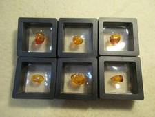 SIX BALTIC AMBER SPECIMENS WITH INSECT INCLUSIONS LOT picture