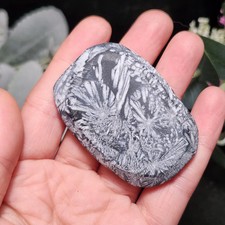 Chrysanthemum Stone, Polished Palm Stone picture