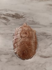 Hand Carved,Wooden, Pancake Tortoise Sculpture  picture