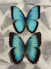 LOT OF 10 MORPHO PELEIDES A1 5 MALE & 5 FEMALE UNMOUNTED WINGS CLOSED picture