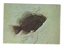 Priscacara Green River Formation Ulrich's Preparatory Diamondville WY postcard picture