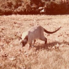 JC Photograph 1970-80's Cute Adorable Kitty Cat Hunting In Grass Siamese  picture