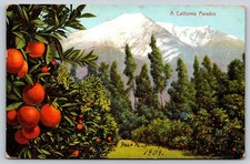 A California Paradox Orange Groves & Snow-Capped Mountains Vintage Postcard picture
