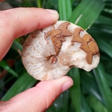 Extreme Rare 37g Whole Thin Ammonite Fossil Calcite Rough Mollusca picture