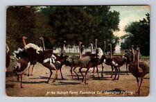 Pasadena CA- California, At The Ostrich Farm, Antique, Vintage c1908 Postcard picture