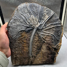 2560 grams of fossils of crinoid from the Guanling Biota in Guizhou picture