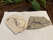  AMPHIBIAN-VERTEBRA-NOTHOSAURIA-JURASSIC-dragon dinosaur fossil 2 pieces  picture