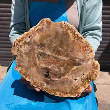 4.33LB Natural Petrified Wood Crystal Fossil Slice Crystal Specimen Healing 6380 picture