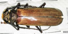 Callipogon (Orthomegas) sylvainae(?) A1 45mm from VENEZUELA - #0322 picture