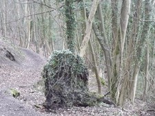 Photo A3 Selborne Hanger On the footpath that follows the foot of the fa c2012 picture