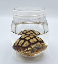 Hatchling Sulcata Tortoise Preserved Wet Specimen in Clear Screw-Top Jar picture
