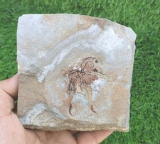 Ophiura Starfish Fossil Ordovician 485–444 Million Years Old Morocco picture