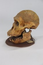 VTG Mrs Ples Sts 5 Australopithecus Africanus Skull Model Museum Fossil Cast picture