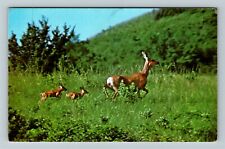 SD-South Dakota, White Tailed Deer Running, c1979 Vintage Postcard picture