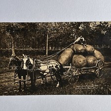 Antique RPPC Real Exaggerated Photograph Postcard Giant Potato Ottawa County KS picture