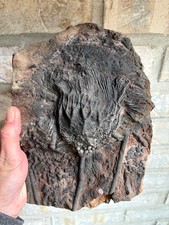 RARE Large Museum Quality Crinoid Scyphocrinites (Sea Lily) Fossil Plate - 9
