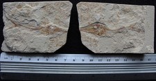 Apateopholis 20 - Swordfish - Both Sides - Cretaceous Fossils Lebanon picture