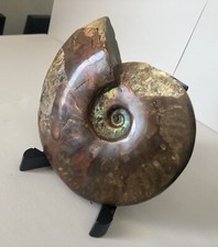 Large Ammonite Fossil Polished - Natural Red Rainbow IRIDESCENT - Wow - Must See picture