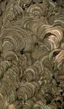 Large Bald-Faced Hornet's Nest Beautiful Variegated Pattern & Color Lancaster PA picture
