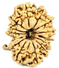 Rare 14 Mukhi Ganesha Rudraksha - Nepal - 24.44 mm - IGL Certified picture